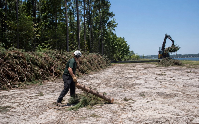 Worker pulling a leyland cypress stem cluster out of a Severn boundary hedge line after the tops have been taken off.
