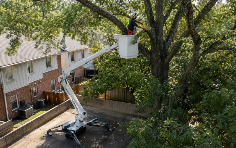 Worker in an aerial lift making a reduction cut at the branch collar of a willow oak over a Severn townhouse row.